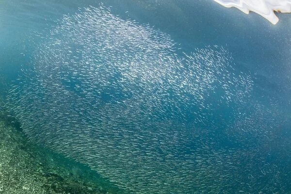 A profusion of baitfish underwater on Sebayur Island, Komodo National Park, Flores Sea
