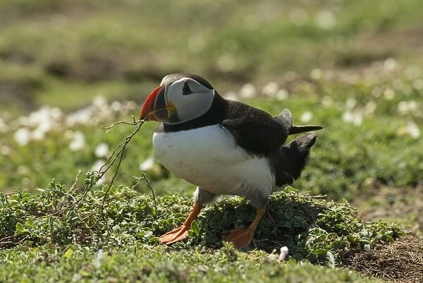 Puffin collecting nesting material, Wales, United Kingdom, Europe