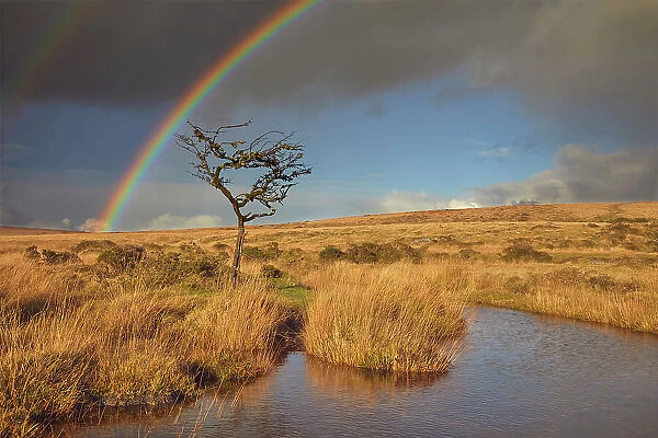 A rainbow arches across the marshy open moors of Dartmoor in autumn, Gidleigh Common, near Chagford, Dartmoor National Park, Devon, England, United Kingdom, Europe