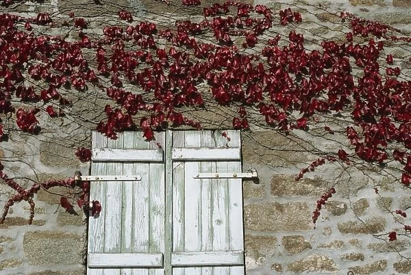 Red creeper around shutters on a stone house in the Rhone Alpes in France, Europe