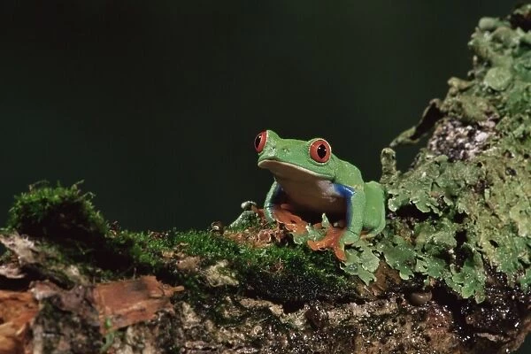 Red eye treefrog (Agalychnis callidryas)