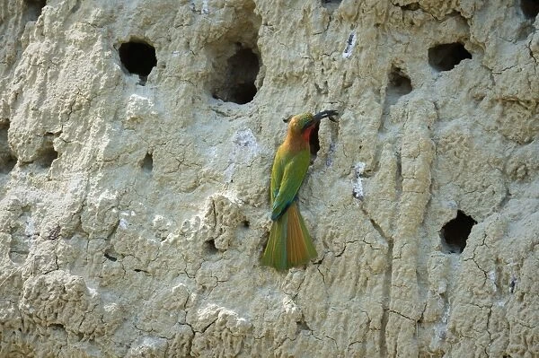 Red throated Bee-eater (Merops bulocki), Uganda, Africa