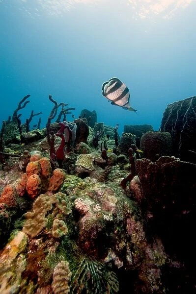 Reef scene with banded butterflyfish (Chaetodon striatus), Dominica, West Indies, Caribbean, Central America