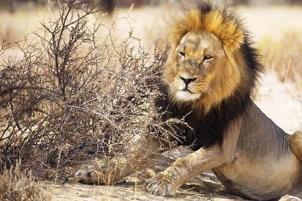 Resting lion (Panthera leo), Kgalagadi Transfrontier Park, Kalahari, Northern Cape