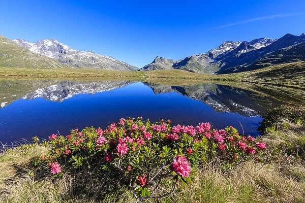 Rhododendrons in bloom at Lake Andossi, Chiavenna Valley, Sondrio province, Valtellina