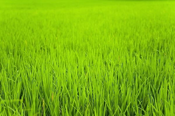 Rice paddy field close up in Ubud, Bali, Indonesia, Southeast Asia, Asia
