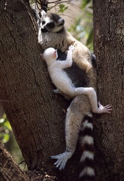 Ring-tailed Lemurs (Lemur catta), all white baby male (Sapphire) albino lemur resting with mother on tree, Berenty, Southern