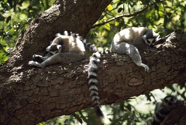 Ring-tailed Lemurs (Lemur catta) resting on tree, Berenty, Southern Madagascar, Africa