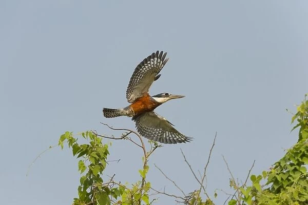 Ringed kingfisher (Ceryle torquata) in flight, Pantanal, Mato Grosso, Brazil, South