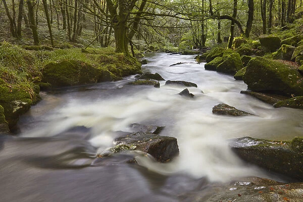 The River Fowey, flowing through woodland and over Golitha Falls