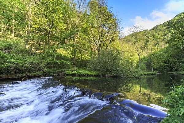 River Wye with weir runs through verdant wood in Millers Dale, reflections in calm water