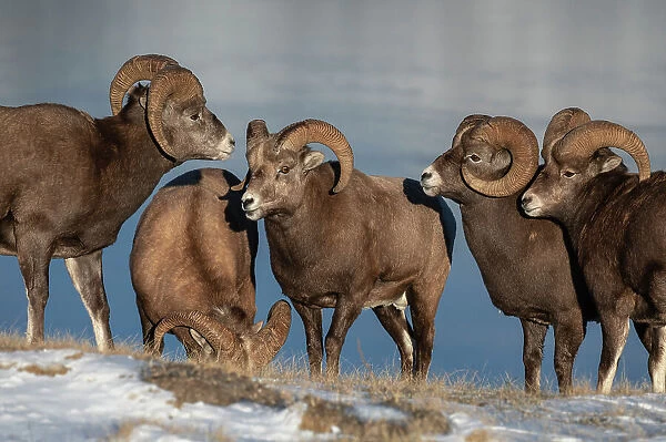 Rocky mountain bighorn rams (ovis canadensis) during the rut (mating) season, Jasper National Park, UNESCO World Heritage Site, Alberta, Canadian Rockies, Canada, North America