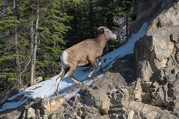 Rocky mountain bighorn sheep female (Ovis canadensis) on a wintry mountain, Jasper National Park, UNESCO World Heritage Site, Alberta, Canada, North America