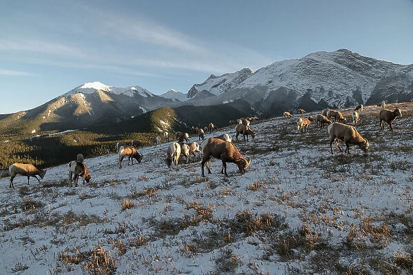 Rocky mountain bighorn sheep (Ovis canadensis) on a wintry mountain, Jasper National Park, UNESCO World Heritage Site, Alberta, Canadian Rockies, Canada, North America