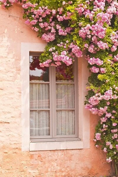 A rose covered window in the village of Noyers sur Serein in Yonne, Burgundy, France, Europe