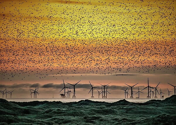 Sandscale Haws National Nature Reserve, starlings at sunset towards the Irish Sea and the distant Walney Offshore Wind Farm, Cumbria, England, United Kingdom, Europe