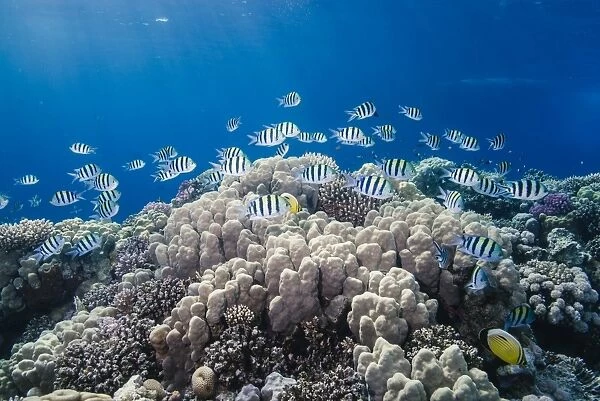 School of sergeant major fish (Abudefduf vaigiensis) over pristine coral reef, Jackson Reef, off Sharm el Sheikh, Sinai, Egypt, Red Sea, Egypt, North Africa, Africa