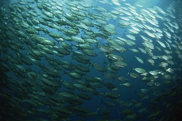School of smooth tailed trevally near the jetty