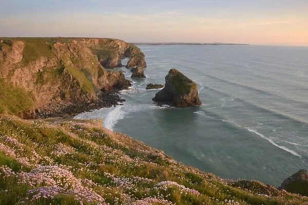 Sea thrift growing on cliffs overlooking Bedruthan Steps, Cornwall, England, United Kingdom