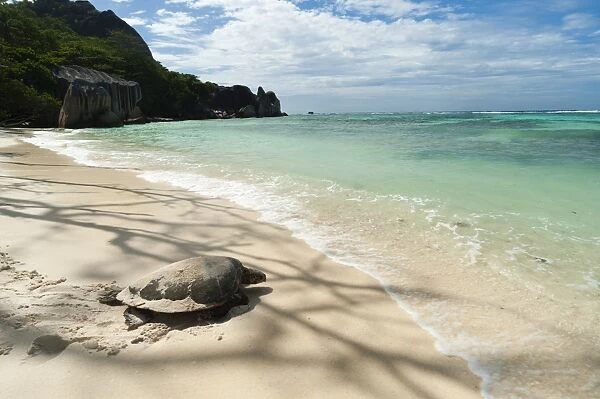 Sea turtle, Anse Source d Argent beach, La Digue, Seychelles, Indian Ocean, Africa