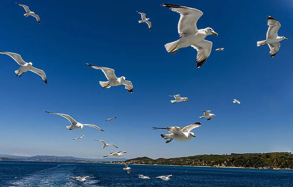 Seagulls (Laridae) flying behind a tourist boat, Mount Athos, Central Macedonia, Greece