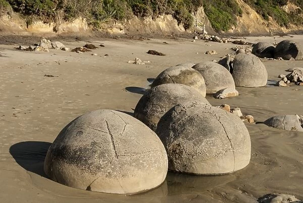Septarian nodules washed out from cliff of Palaeocene clays, Moeraki Boulders, Dunedin