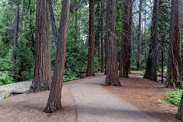 Sequoia trees in the Yosemite National Park, UNESCO World Heritage Site, California, United States of America, North America