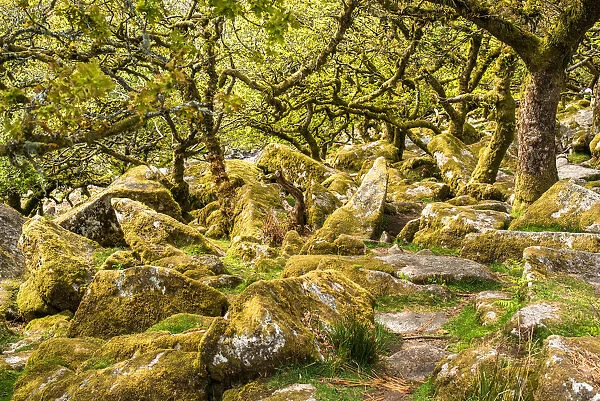 Sessile oaks and moss in Wistmans Wood, Dartmoor, Devon, England, United Kingdom