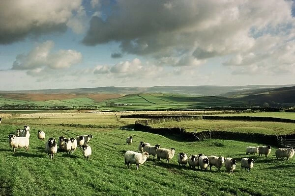 Sheep on Abney Moor on an autumn morning, Peak District National Park, Derbyshire