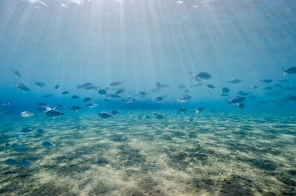 Shoal of fish in shallow sandy bay, Naama Bay, Sharm el-Sheikh, Red Sea, Egypt, North Africa, Africa