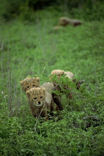 A small group of cheetah cubs