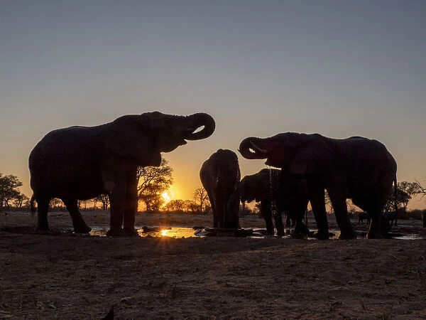 A small herd of African bush elephants (Loxodonta africana)