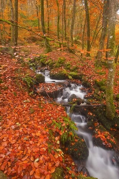 A small stream running through Charles Wood, Dartmoor National Park, Devon, England, United Kingdom, Europe