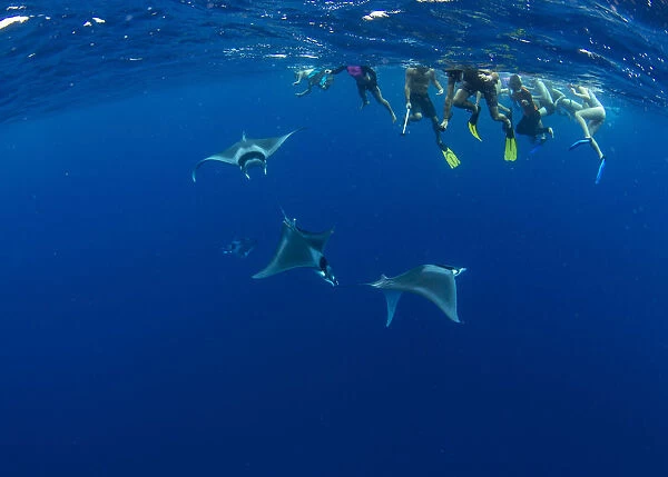 Snorkellers observing spinetail devil rays (Mobula mobular) engaged in sexual courtship