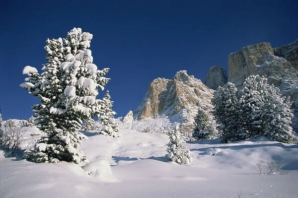 Snow covered trees and mountains at the Passo Sella