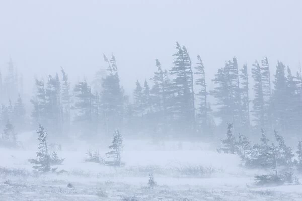Snow storm, blizzard, Churchill, Hudson Bay, Manitoba, Canada, North America