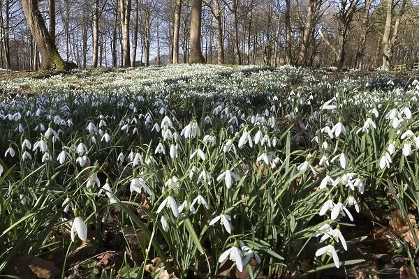 Snowdrops in woodland, near Stow-on-the-Wold, Cotswolds, Gloucestershire, England