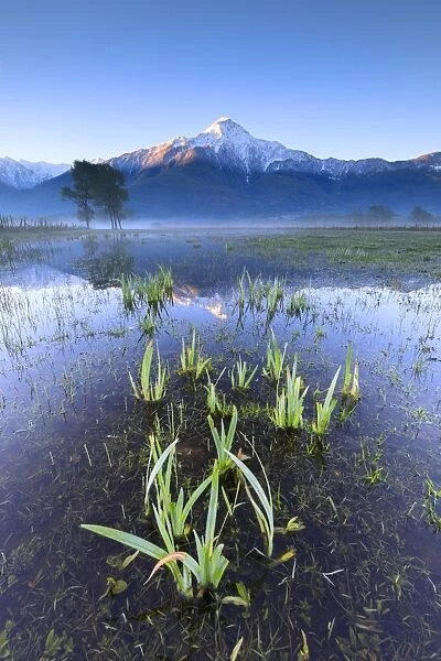 The snowy peak of Mount Legnone reflected in the flooded land at dawn, Pian di Spagna