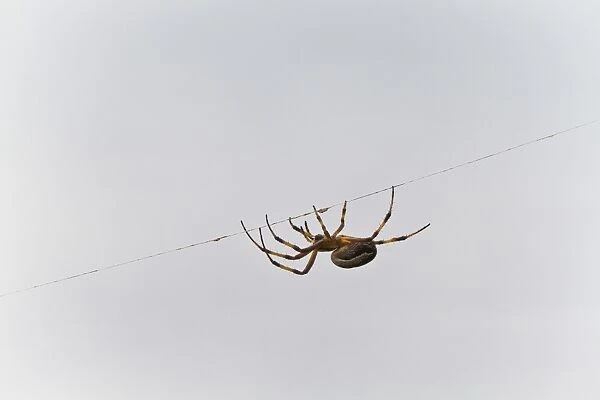 Spider on thread, Cerro Dragon, Santa Cruz Island, Galapagos Islands, Ecuador, South America