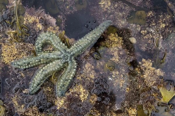 Spiny Starfish, County Clare, Munster, Republic of Ireland, Europe
