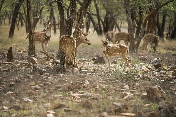 Spotted deer (cheetal) (chital deer) (axis deer) (Axis axis), Ranthambhore, Rajasthan