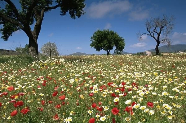 Spring flowers, Majorca, Balearic Islands, Spain, Europe