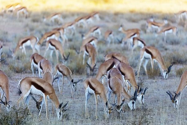 Springbok (Antidorcas marsupialis), Kgalagadi Transfrontier Park, Kalahari, Northern Cape