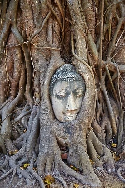 Stone Buddha head entwined in the roots of a fig tree, Wat Mahatat, Ayutthaya Historical Park, UNESCO World Heritage Site, Ayutthaya, Thailand, Southeast Asia, Asia cuvres used to bring out red in top of roots and blue at bottom of roots, increased contrast