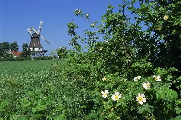Summer flowers in hedge with the Egeskov Windmill behind, Funen, Denmark