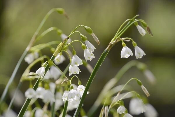 Summer snowflake (Loddon lily (Leucojum aestivum) flowering in damp riverside woodland