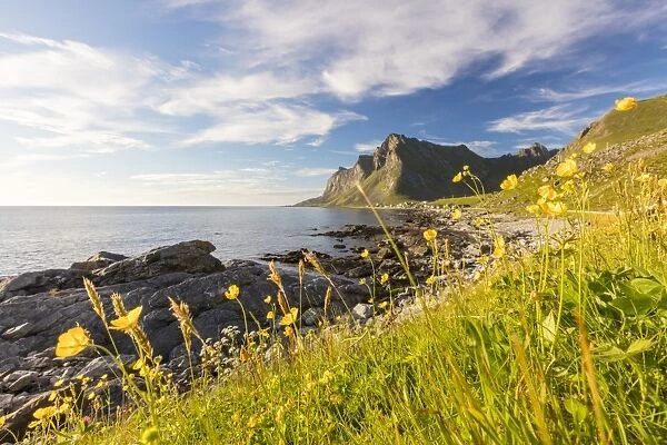 The sun shines on green meadows and flowers surrounded by sea at night, Vikten, Nord Trondelag