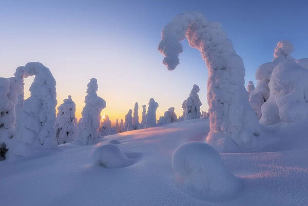 Sunburst on frozen trees at dawn, Riisitunturi National Park, Posio, Lapland, Finland