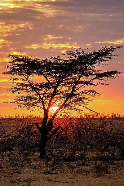 Sunrise behind a tree in the Maasai Mara, Kenya, East Africa, Africa
