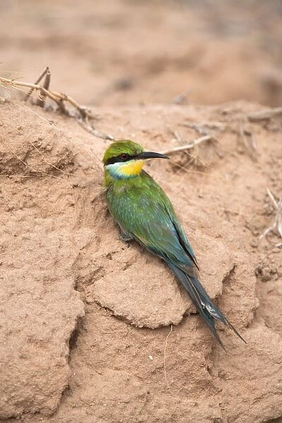 Swallowtailed bee-eater (Merops hirundineus), Kgalagadi Transfrontier Park, South Africa, Africa